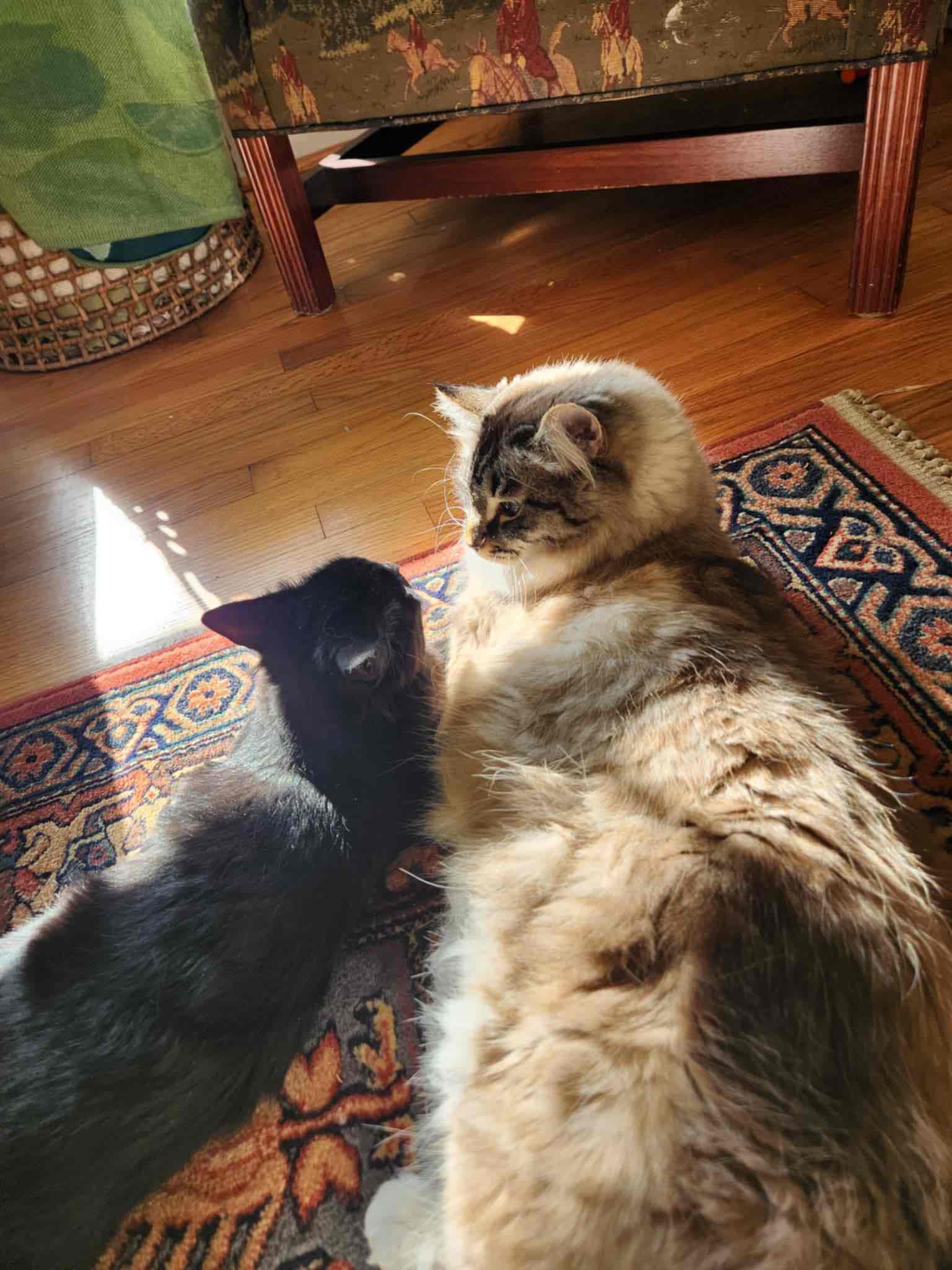 Sarah Mahaffey’s Guide to Cat Parenting: featuring Teddy and Kiki cover photo collage