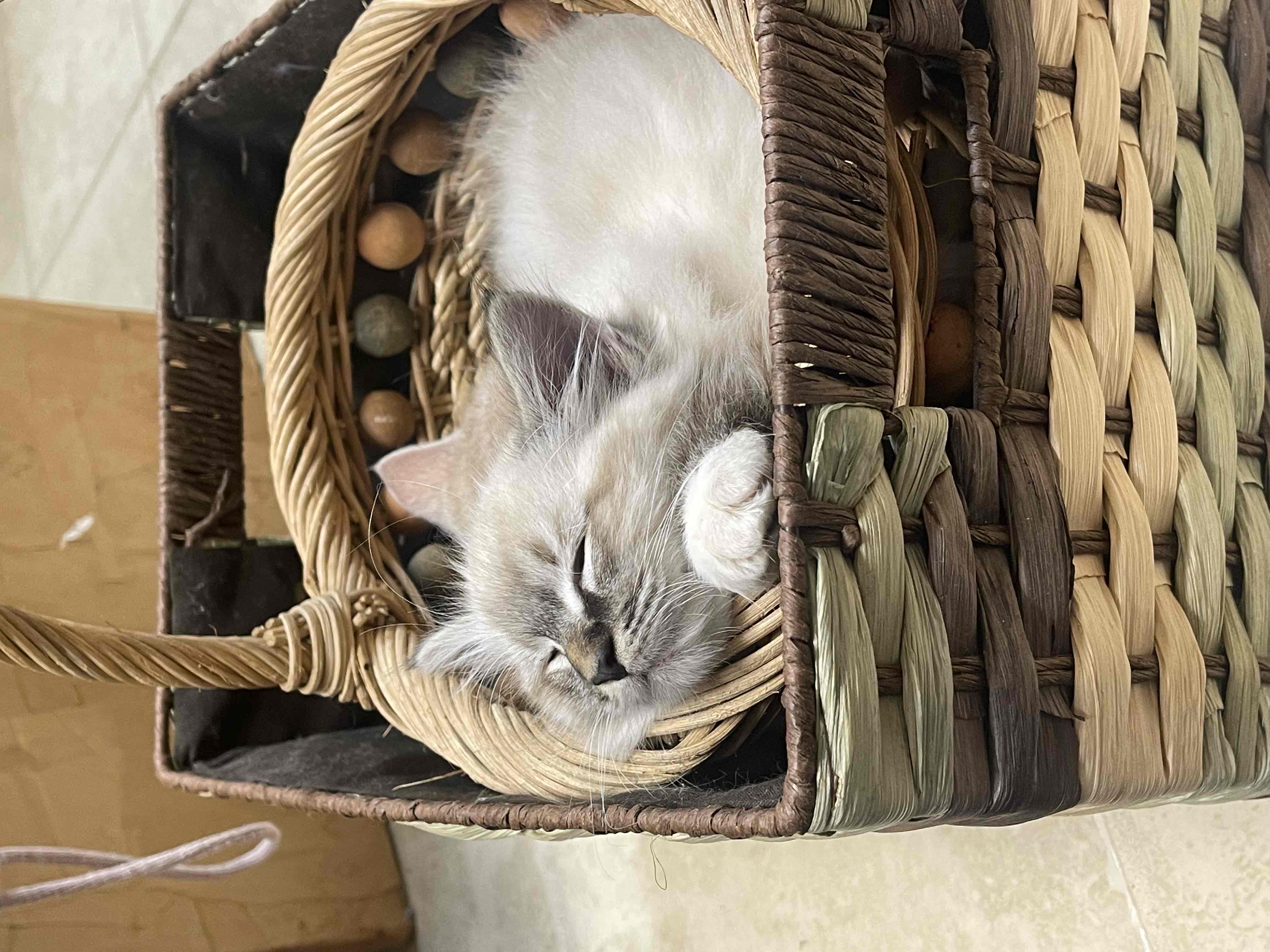 Sarah Mahaffey’s Guide to Cat Parenting: featuring Teddy and Kiki cover photo collage