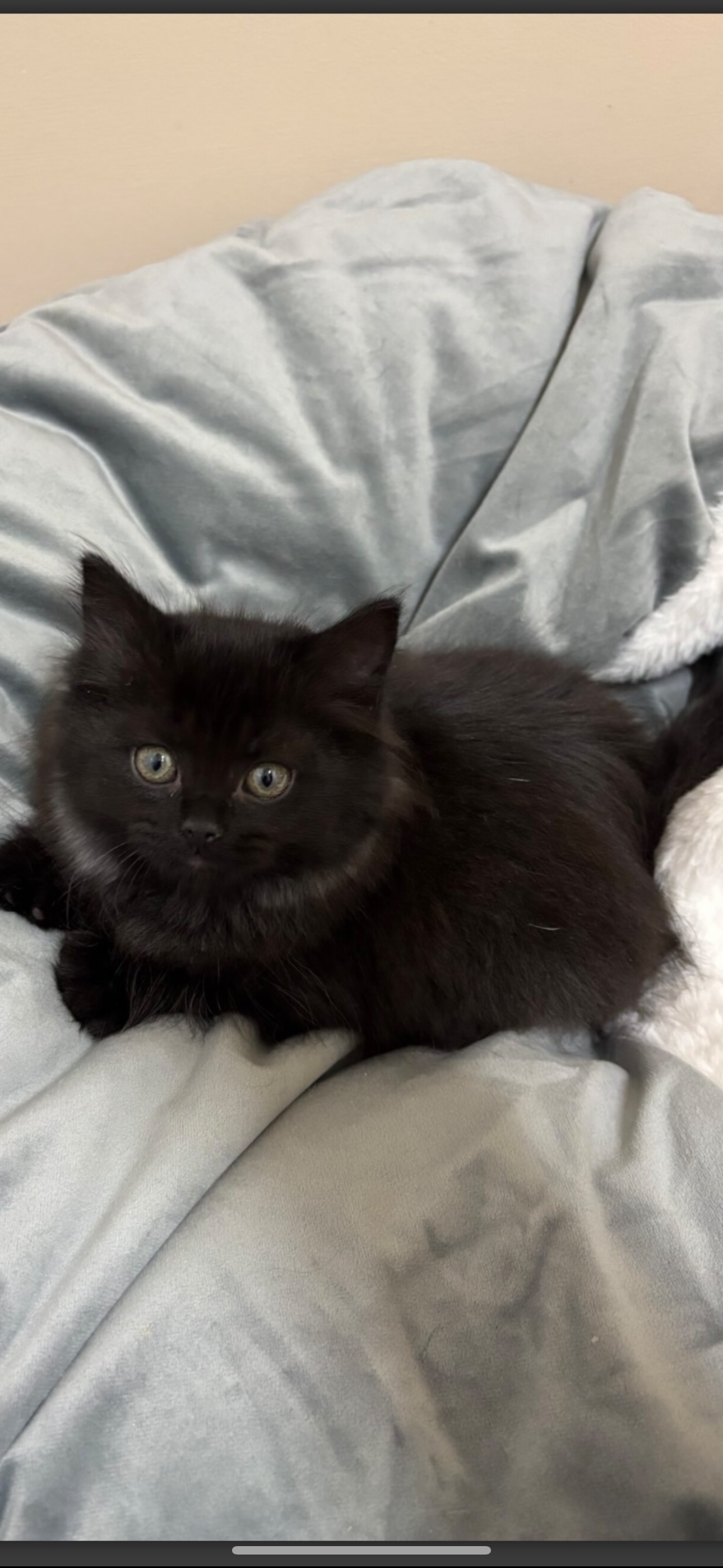 Sarah Mahaffey’s Guide to Cat Parenting: featuring Teddy and Kiki cover photo collage