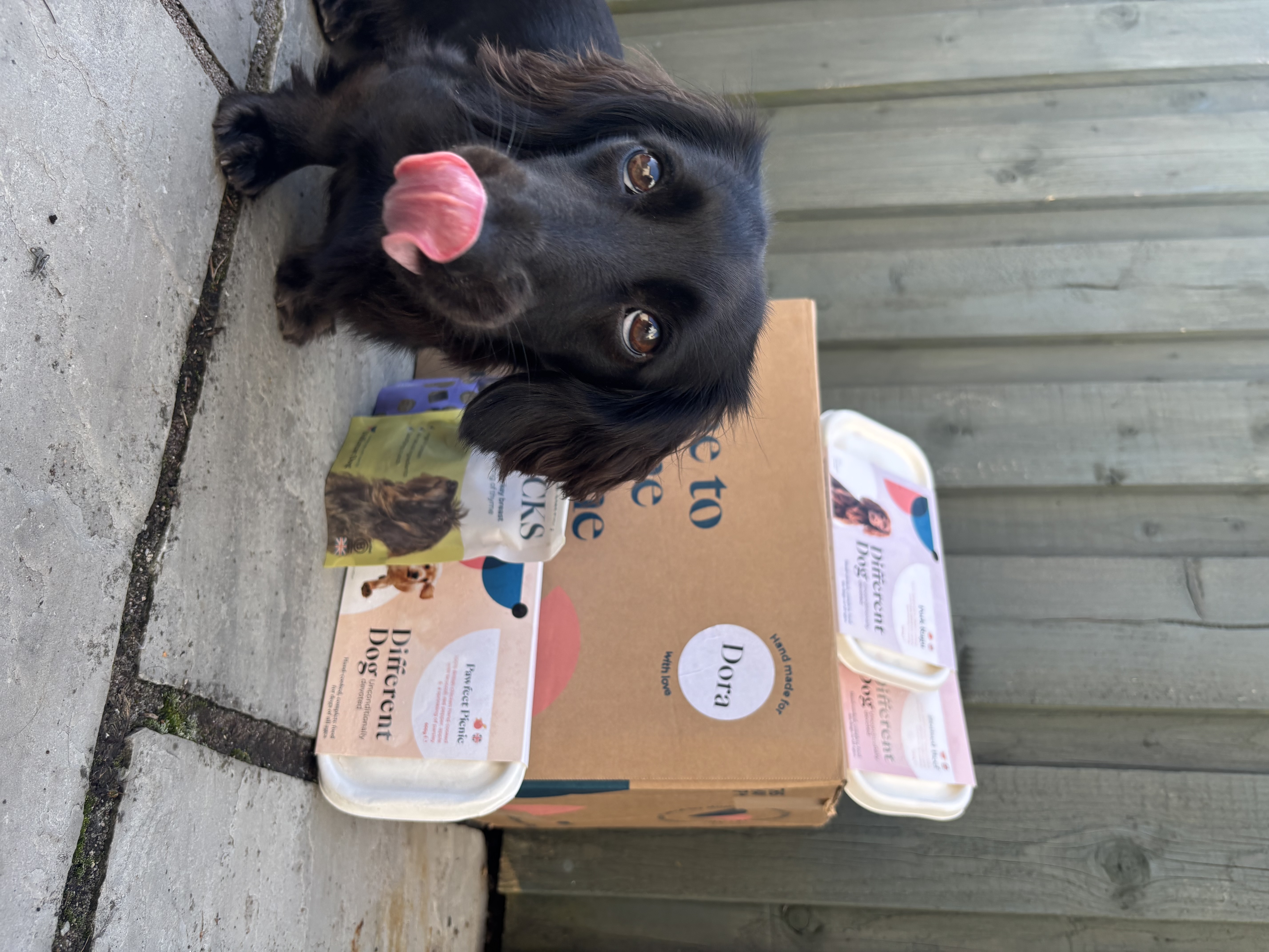 Dog spay recovery must-haves cover photo collage