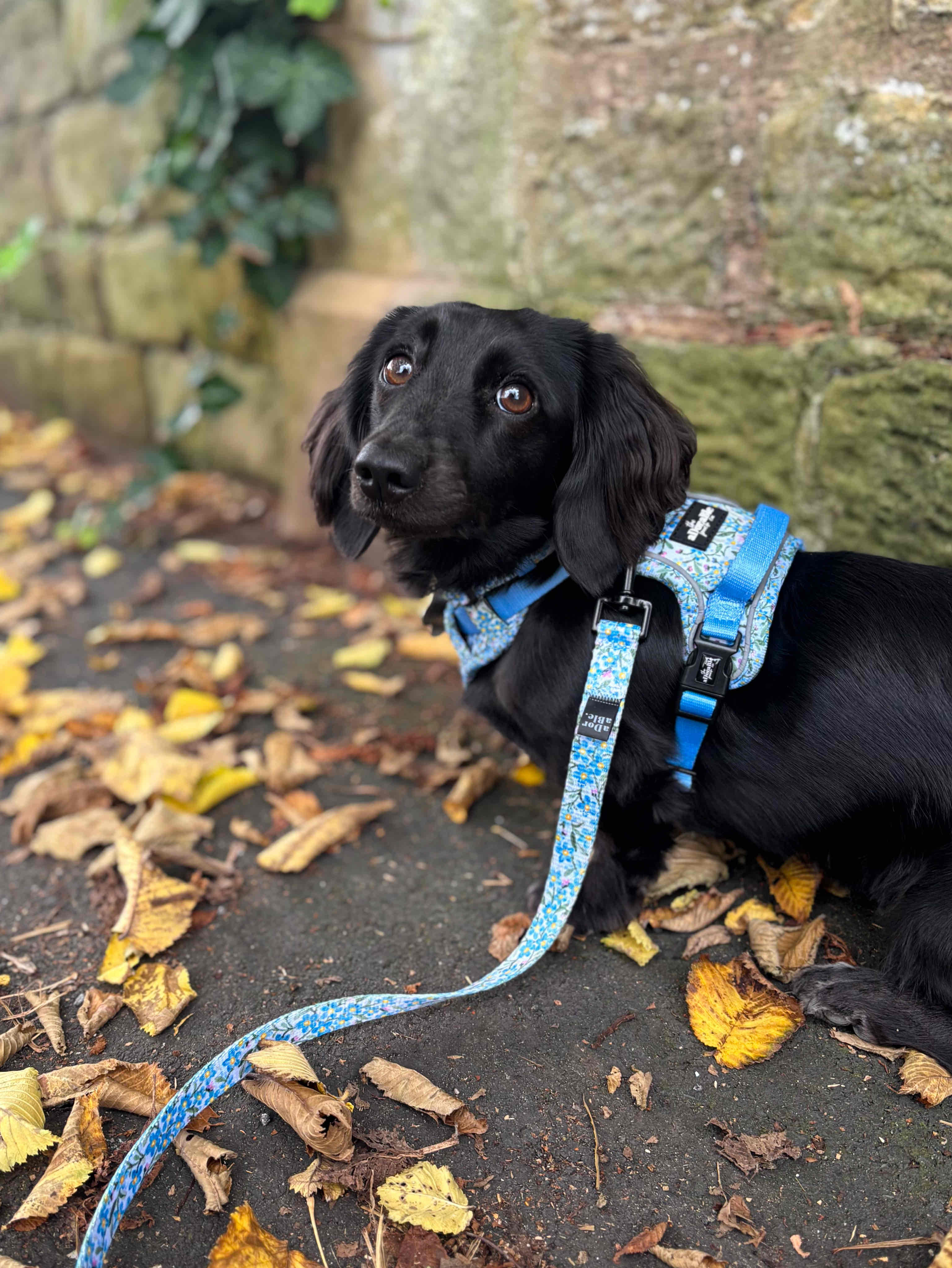 Must-Haves for a Dachshund Puppy cover photo collage