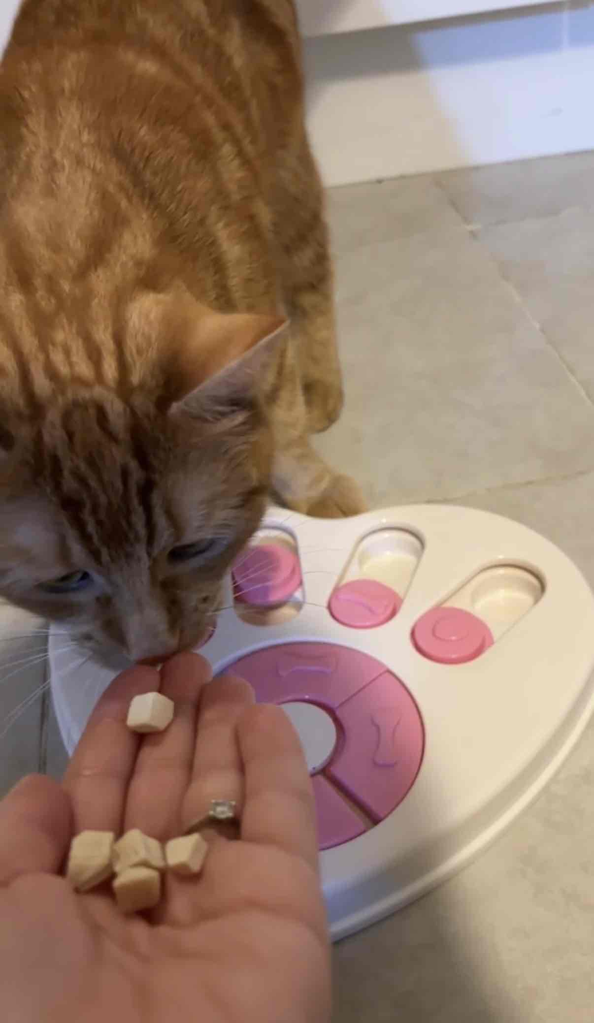 Cats favourite treats! cover photo collage