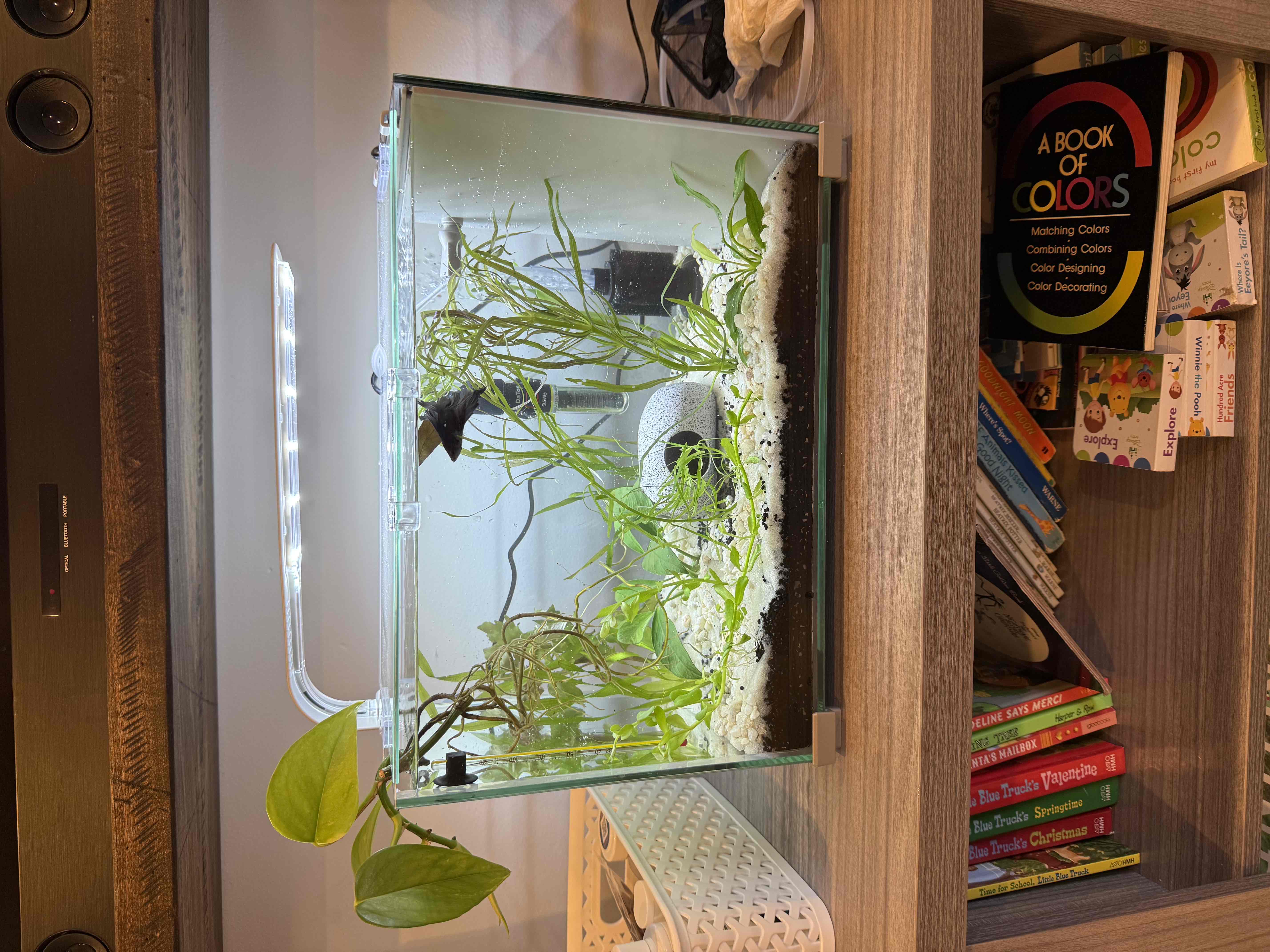 So you got your kids a betta fish - betta essentials 🐠 cover photo collage