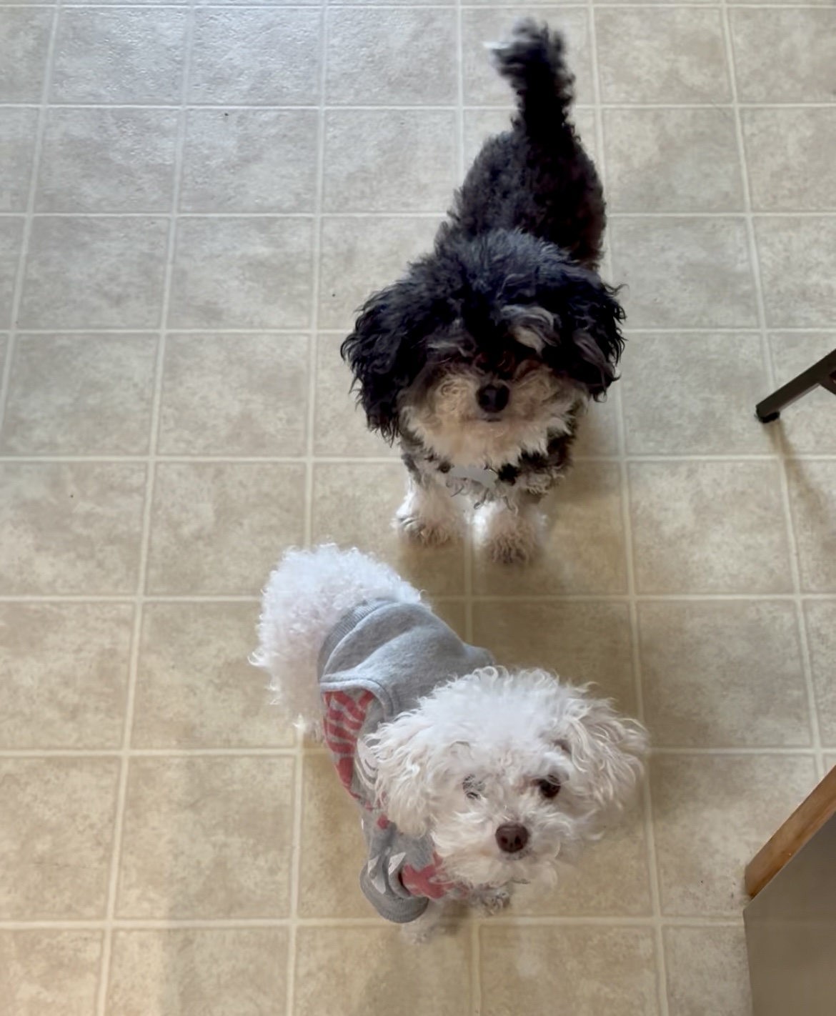 Petcare for bADDIEs cover photo collage