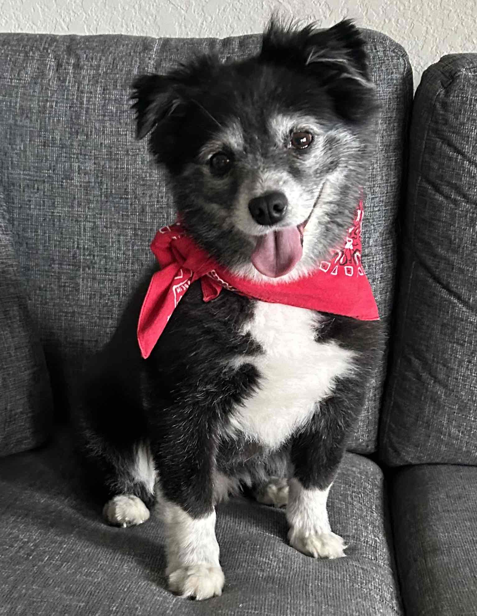 Best Dog Toys, Treats, and Essentials (Mini Aussie Approved!) cover photo collage