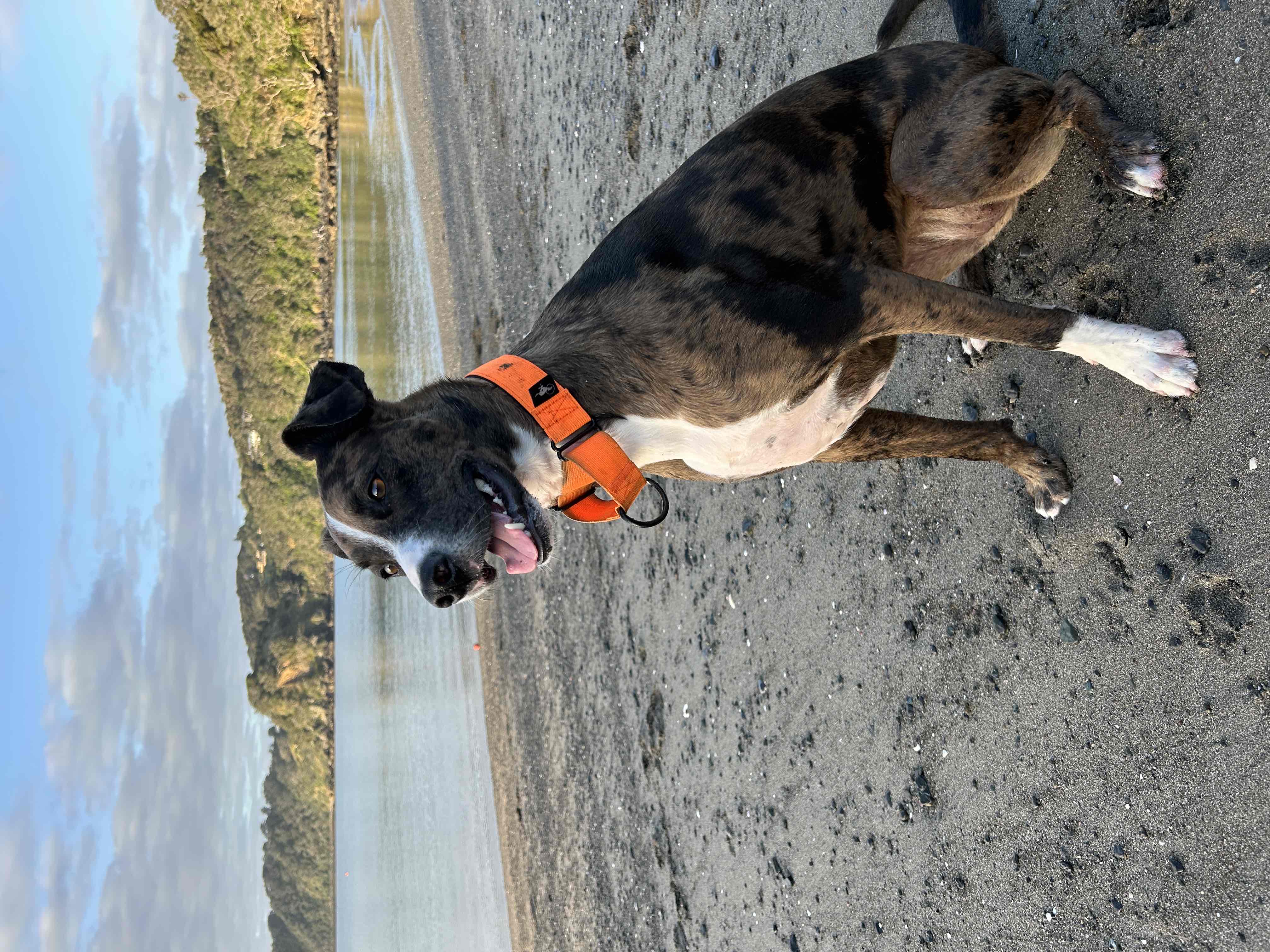 Dog friendly recs in Leigh, NZ cover photo collage